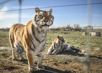 US Authorities Seizes Dozens of Big Cats From Oklahoma Animal Park for Act Violation