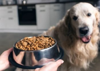 How to Select the Best Low Carb Dog Food for Diabetic Dogs?