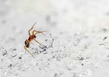 How to derive maximum benefits from pest control during winters?