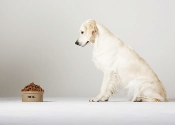 The Benefits of Low Carbohydrate Diet for Overweight Dogs
