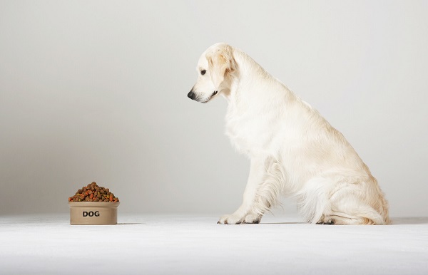 The Benefits of Low Carbohydrate Diet for Overweight Dogs