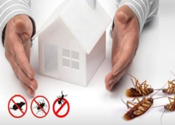 Why Regular Pest And Termite Controlling Is Necessary For Households?