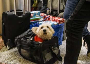 Exporting Pets From Singapore – A Handy Checklist To Follow