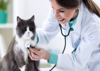 The Relevance of Routine Veterinary Care – The Crucial Points to Count On 