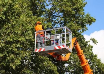Why hiring tree service experts is a worthy decision?