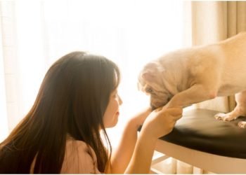 How to Start a Dog Daycare Business