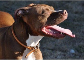 Rolled Leather Dog Collar: Advantages and Specificity of Choice