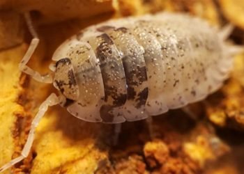 Can you own a pet isopod?