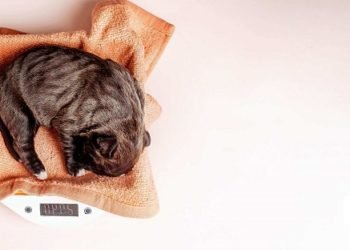How to Calculate the Weight of Your Puppy
