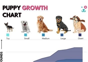How to Calculate the Weight of Your Puppy