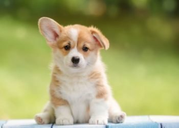 Everything you need to know about dog breeding