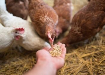 All The Different Kinds Of Chicken Feed 