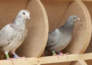 Everything You Need To Know About Pigeons