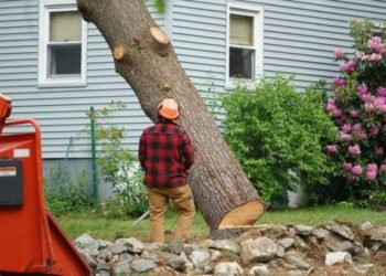 How much does a tree removal cost in general?