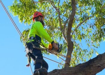Tree Removal Service – Five Signs You Need To Engage Their Services