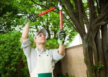 Tree Trimming- All Practical Solutions You Need to Consider