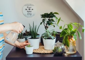 5 Best Houseplants For Your Bedroom