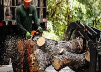 5 Reasons You Should Hire a Professional Tree Service Company