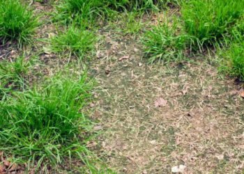 Common Causes of Patchy Grass and How to Fix It