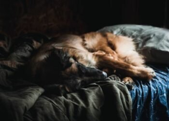 10 Reasons To Buy Acrylic Dog Beds