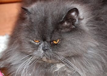 Everything About the Upper Respiratory Infections in Cats