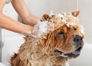 How To Make Bath Time Enjoyable For You and Your Dog