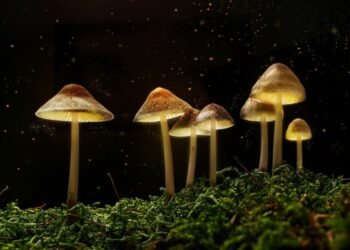Microdosing Psilocybin for Productivity and Creativity 