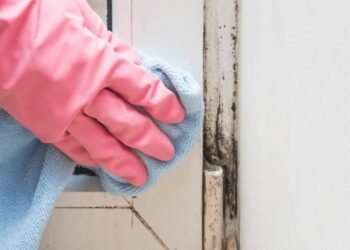 Black Mold – Can It Make You Fall Sick? How to Steer Clear of It? 