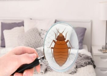 Choosing The Right Bed Bug Extermination Strategy