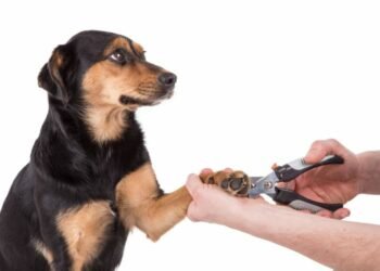 Dog Nail Care: Steps For Trimming & Treating Your Dog’s Nails