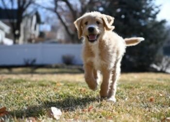 Dog Diet: What to Feed Your Pooch for Optimal Health