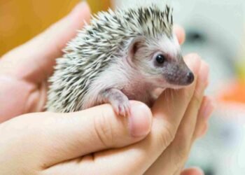 How to Choose the Perfect Exotic Pet Species
