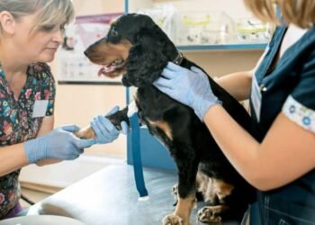 3 Reasons Dog Owners Should Know Dog CPR