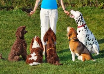 5 Common Puppy Training Mistakes and How to Avoid Them