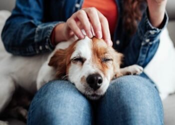8 Great Tips for Taking Care of a Dog