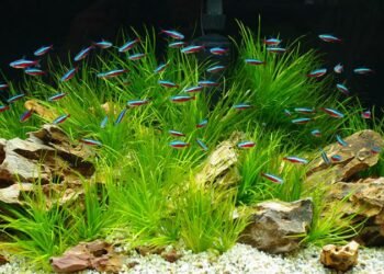 How to Decorate Your Neon Fish Tank: A Guide