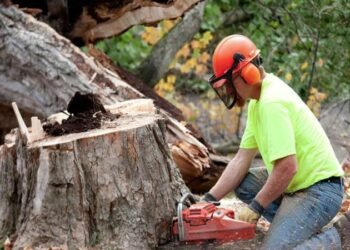 The Importance of Proper Tree Removal Process: Dangerous Pitfalls to Avoid for Maximum Safety 