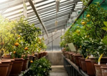 The Key To Growing Things And Vegetables In A Greenhouse