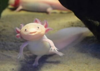 Water Dog vs Axolotl: What Are the Differences?