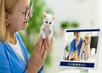Your First Online Vet Visit: What to Expect