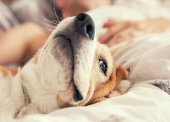 Reasons Why More People Are Choosing to Adopt Pets