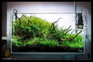 Photo inspiration: Gallery Detail: Create A Healthy Aquarium Environment With Aquarium Gravel For Plants