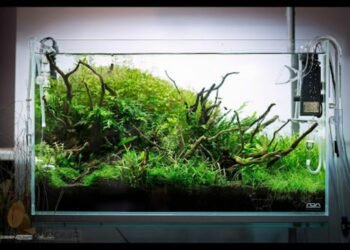 Create a Healthy Aquarium Environment with Aquarium Gravel for Plants