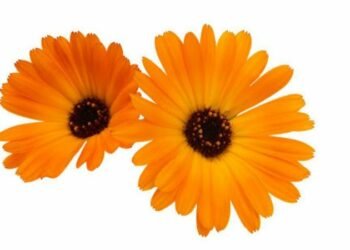 Lutein And Zeaxanthin Are The Vitamins Your Eye Needs