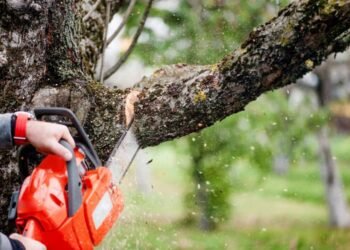 Are You Planning to Remove a Tree? Reasons Why You Need to Hire a Tree Removal Company 