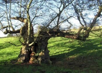 What Are the Chief Warning Signs Telling You to Remove a Tree?