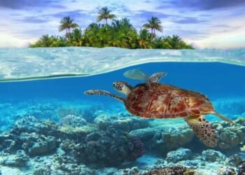 The Dos and Don’ts of Snorkeling with Sea Turtles