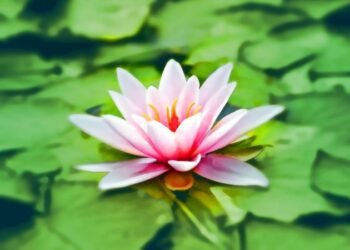 Exploring the Evolving Meaning of the Lotus Flower Throughout History