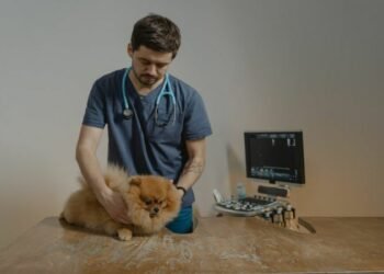 Find the Right Veterinary Clinic for Your Pet’s Health