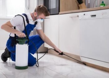 Want a Reliable Pest Control Company? The Factors You Need to Remember